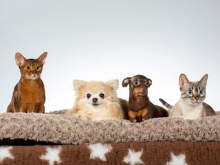 Cats and dogs together, image taken in a studio.