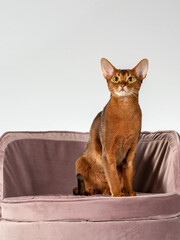 Abessinia cat portrait, image taken in a studio.