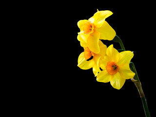 Naklejka na ściany i meble London, United Kingdom, May, 30, 2020: Flower of a daffodil with a yellow centre isolated on a black background
