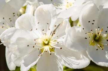 Fototapeta na wymiar white blossoming flowers in spring fruit tree