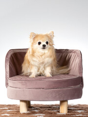 Cute dog on a small sofa for dogs. Image taken in a studio.