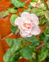 Obraz premium London, United Kingdom, July 10, 2020: Pink rose flower on background blurry pink roses flower in the garden of flowers. Rain drops on pink rose petal. Nature.