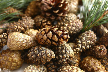 Pine cones close-up and fir branches.