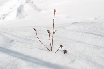 Dry wildflower in a snowdrift. Snowy winter sunny day. Photo with mood. Selective focus