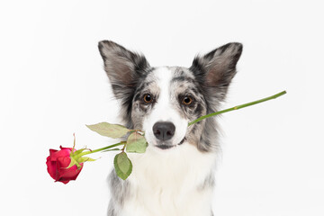 Close-up portrait of a dog that holds a fresh red rose in its teeth. Purebred Border Collie dog in shades of white and black, and long and fine hair. An excellent herding dog.