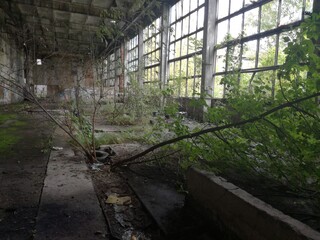 Drzewo w opuszczonym budynku