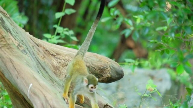 squirrel monkey at their natural behavior