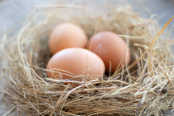 Close Up chicken eggs in the nest made of twig dry.