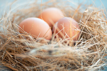 Close Up chicken eggs in the nest made of twig dry.