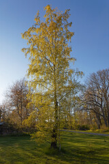 Beautiful birch tree with glowing bright green leafs during spring, blue sky in the background