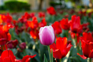 Fototapeta premium Amazing red tulips garden with purple tulip close up, beautiful spring time