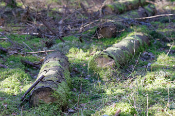 Fallen tree covered with green moss