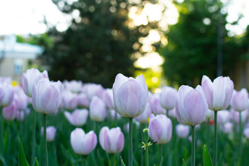 Garden with amazing light tulips, tulip field