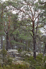 Forest of pine trees and white moss