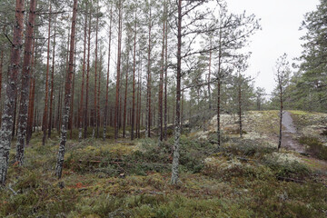 A path in the forest of pine trees, moss and blueberry plants
