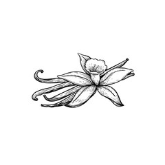 Vanilla sticks and flower. Sketch style hand drawn design. Aroma spices drawing. Vector illustration isolated on white background.