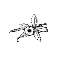 Vanilla sticks and flower. Sketch style hand drawn design. Aroma spices drawing. Vector illustration isolated on white background.