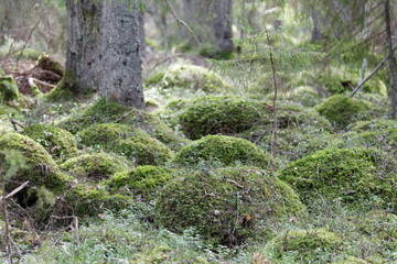 Lots of small humps covered with green moss in the forest