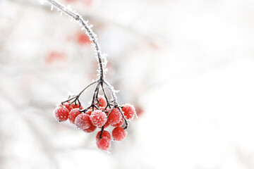 Winter frozen viburnum under the snow. Viburnum in the snow. Red berries. Wonderful winter....