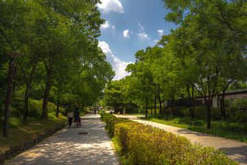 한여름 곧게 뻗은 산책로와 무성한 가로수들의 싱그러운 공원 풍경