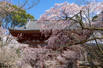 Fototapeta premium 京都 醍醐寺西大門(仁王門)前 桜馬場のしだれ桜