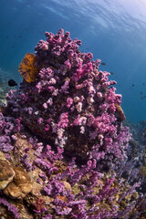 Naklejka na ściany i meble Soft coral reef pinnacle at koh lipe Thailand during a scuba diving 