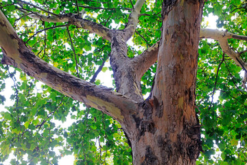 Close up photo of tree trunk of Paulownia fortunei