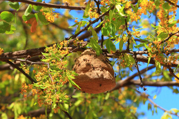 hive of wild bees