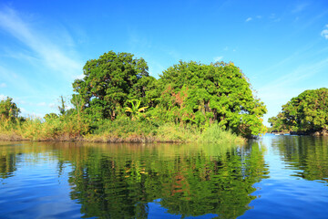 tropical forest