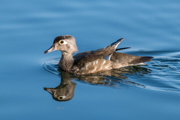 duck in water