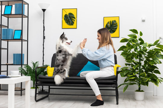 A teenage dog sitter plays a game of paws with him while sitting on the sofa at home. Intelligent Border Collie Sheepdog. Modern interior design of the apartment.