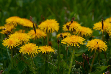 Gewöhnlicher Löwenzahn (Taraxacum sect. Ruderalia)	