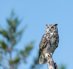 great horned owl
