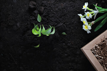 Green sprout on the ground. Spring concept. Seedlings in the ground. Updating nature is an idea. Hands plant a sprout in the ground.