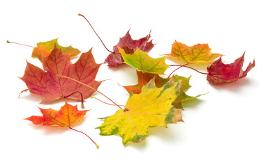 colorful autumn maple leaf isolated on white background - obrazy, fototapety, plakaty
