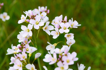 Wiesen-Schaumkraut (Cardamine pratensis)	