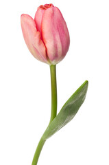 one pink tulip flower isolated on white background