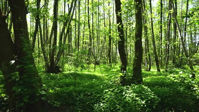 Beautiful weather in the spring forest. Bright green foliage on the trees and lush fresh grass. Sunlight penetrates the branches of plants.