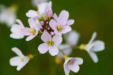Fototapeta premium Wiesen-Schaumkraut (Cardamine pratensis) 