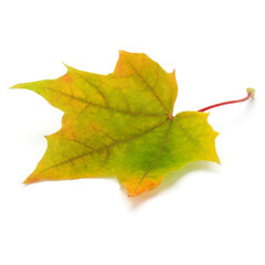 colorful autumn maple leaf isolated on white