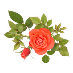 one orange rose flower with leaves isolated on white background cutout