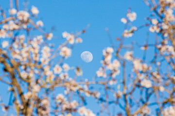 Almond Tree Blossom