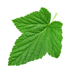 Fototapeta na wymiar Currant leaf isolated on white background.