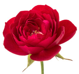 one red rose flower head isolated on white background cutout