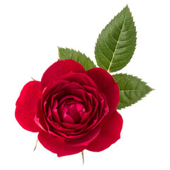 one red rose flower with leaves isolated on white background cutout
