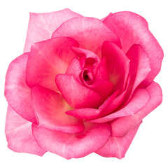 one pink rose flower isolated on white background cutout