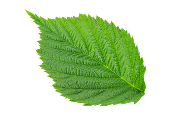 Fototapeta premium Raspberry leaf isolated on white background .Young shoot of a plant.