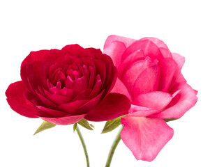 two red and pink rose flowers isolated on white background cutout