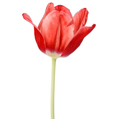 red tulip flower head isolated on white background