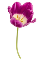 One lilac tulip flower isolated on white background cutout